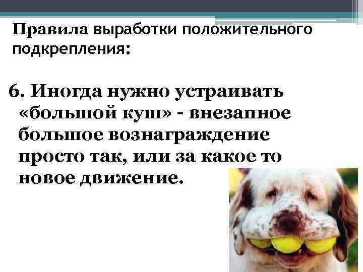 Правила выработки положительного подкрепления: 6. Иногда нужно устраивать «большой куш» - внезапное большое вознаграждение