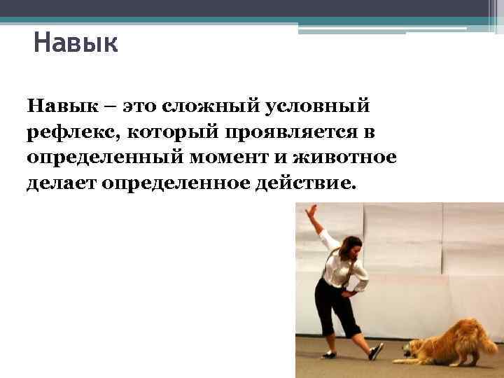 Навык – это сложный условный рефлекс, который проявляется в определенный момент и животное делает