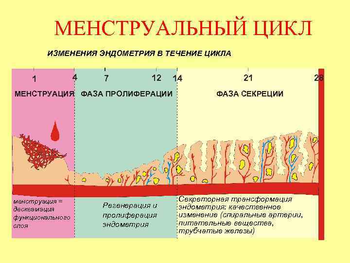МЕНСТРУАЛЬНЫЙ ЦИКЛ ИЗМЕНЕНИЯ ЭНДОМЕТРИЯ В ТЕЧЕНИЕ ЦИКЛА 1 4 7 12 14 МЕНСТРУАЦИЯ ФАЗА