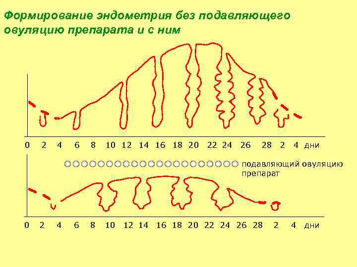 Формирование эндометрия без подавляющего овуляцию препарата и с ним 0 2 4 6 8
