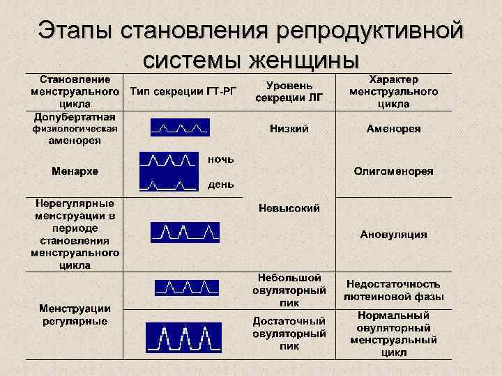 Этапы становления репродуктивной системы женщины 