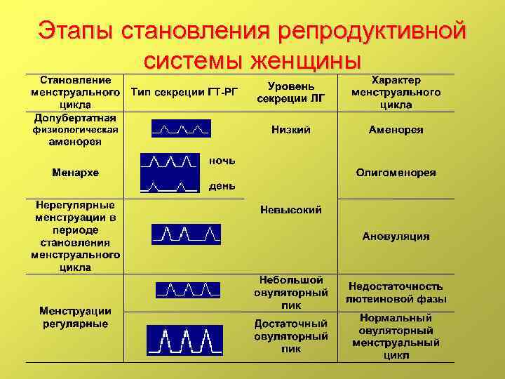 Этапы становления репродуктивной системы женщины 