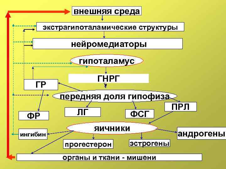 внешняя среда экстрагипоталамические структуры нейромедиаторы гипоталамус ГНРГ ГР передняя доля гипофиза ФР ингибин ЛГ