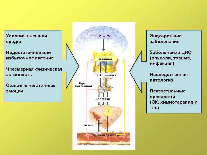 Условия внешней среды Кора ГМ Недостаточное или избыточное питание Гипоталамус Чрезмерная физическая активность Сильные