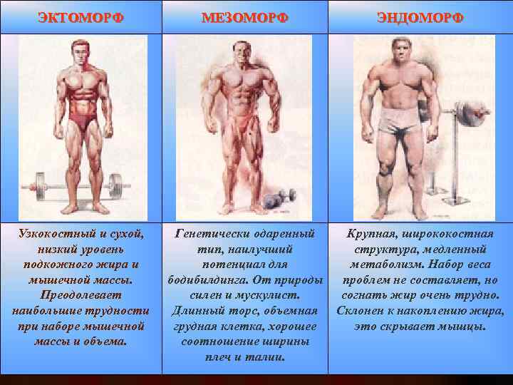 Как понять мезоморф ты или эндоморф