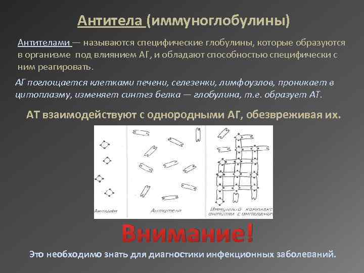 Антитела (иммуноглобулины) Антителами — называются специфические глобулины, которые образуются в организме под влиянием АГ,