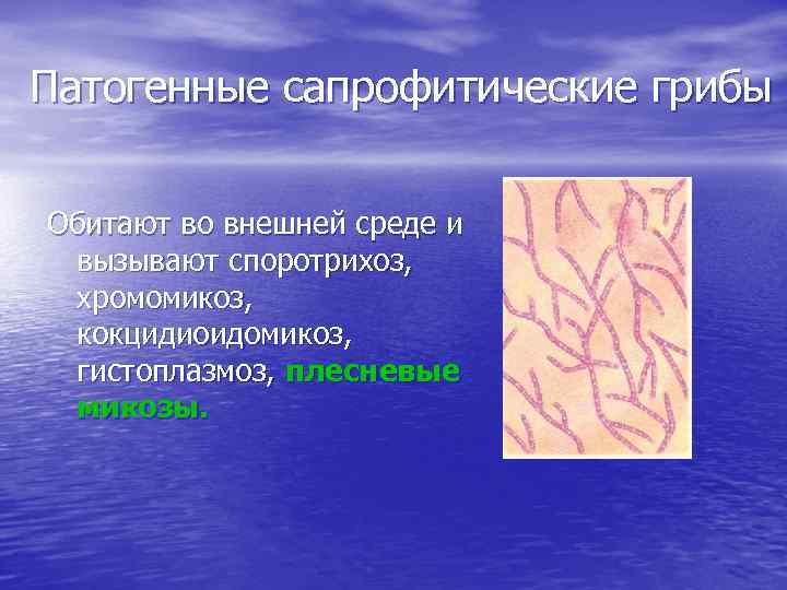 Патогенные сапрофитические грибы Обитают во внешней среде и вызывают споротрихоз, хромомикоз, кокцидиоидомикоз, гистоплазмоз, плесневые