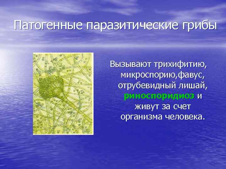 Патогенные паразитические грибы Вызывают трихифитию, микроспорию, фавус, отрубевидный лишай, риноспоридиоз и живут за счет
