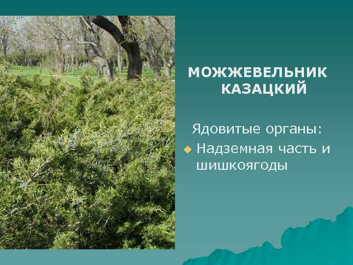 МОЖЖЕВЕЛЬНИК КАЗАЦКИЙ Ядовитые органы: u Надземная часть и шишкоягоды 