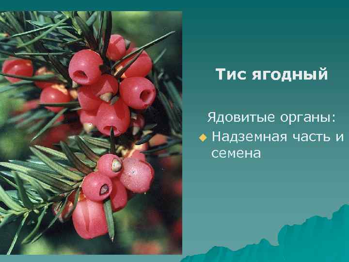 Тис ягодный Ядовитые органы: u Надземная часть и семена 