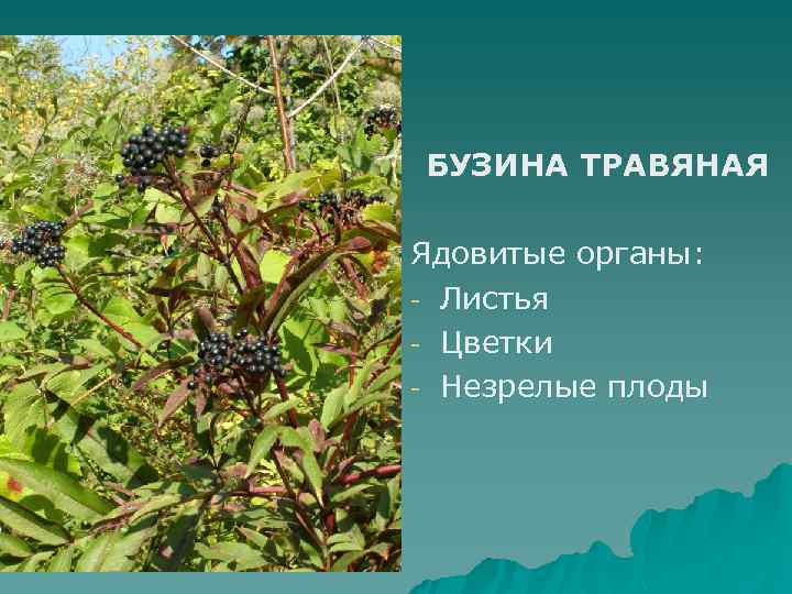 БУЗИНА ТРАВЯНАЯ Ядовитые органы: - Листья - Цветки - Незрелые плоды 
