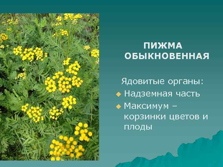ПИЖМА ОБЫКНОВЕННАЯ Ядовитые органы: u Надземная часть u Максимум – корзинки цветов и плоды