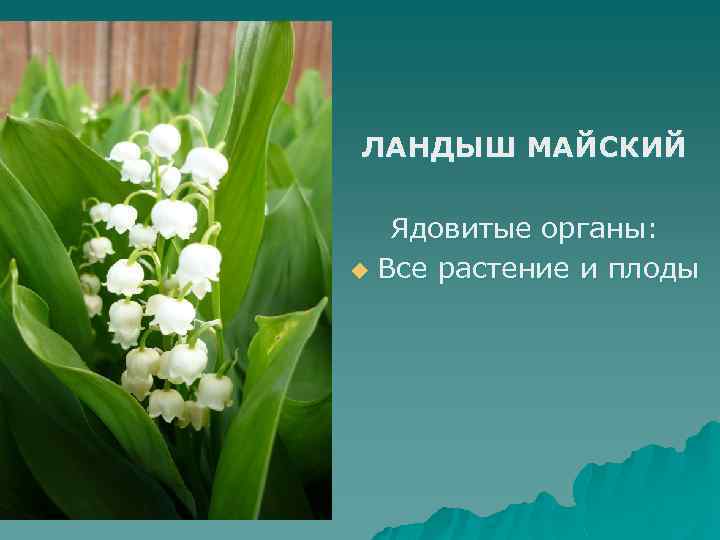ЛАНДЫШ МАЙСКИЙ Ядовитые органы: u Все растение и плоды 