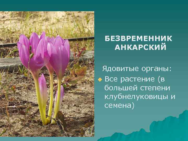 БЕЗВРЕМЕННИК АНКАРСКИЙ Ядовитые органы: u Все растение (в большей степени клубнелуковицы и семена) 