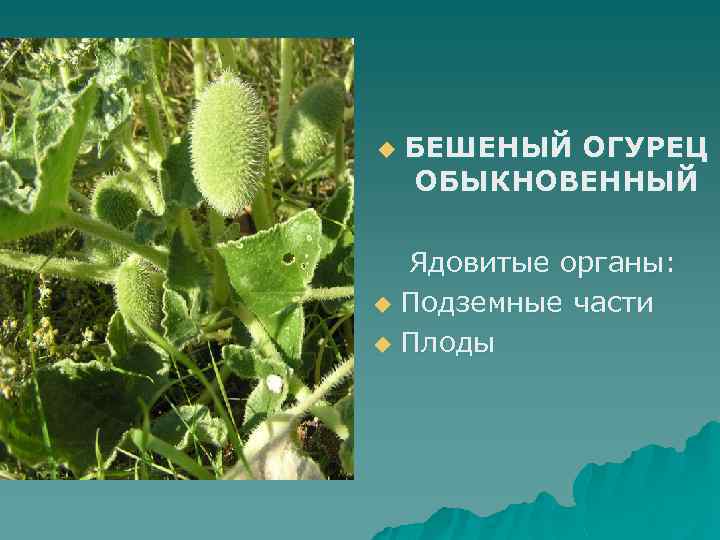 u БЕШЕНЫЙ ОГУРЕЦ ОБЫКНОВЕННЫЙ Ядовитые органы: u Подземные части u Плоды 