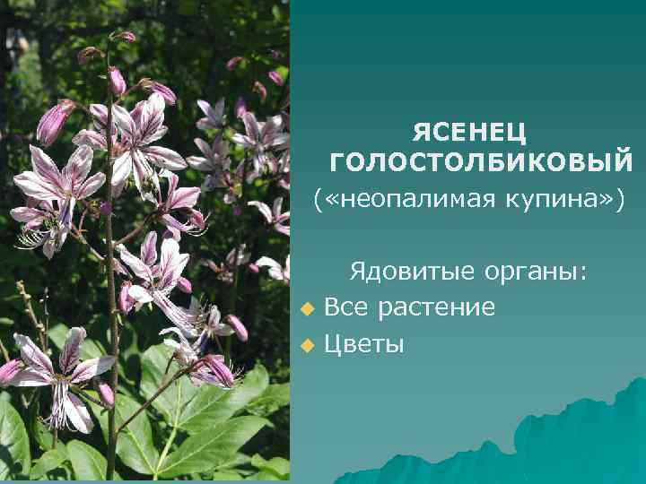 ЯСЕНЕЦ ГОЛОСТОЛБИКОВЫЙ ( «неопалимая купина» ) Ядовитые органы: u Все растение u Цветы 