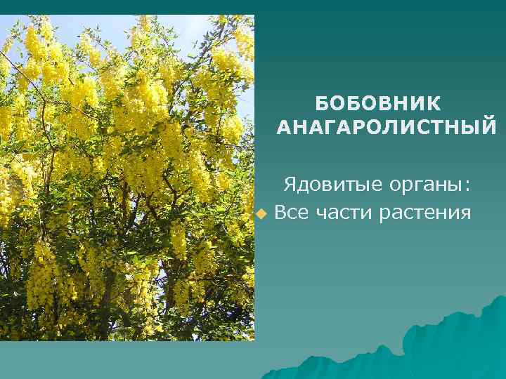 БОБОВНИК АНАГАРОЛИСТНЫЙ Ядовитые органы: u Все части растения 