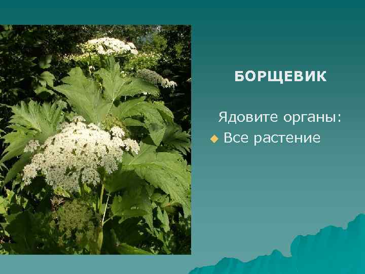 БОРЩЕВИК Ядовите органы: u Все растение 