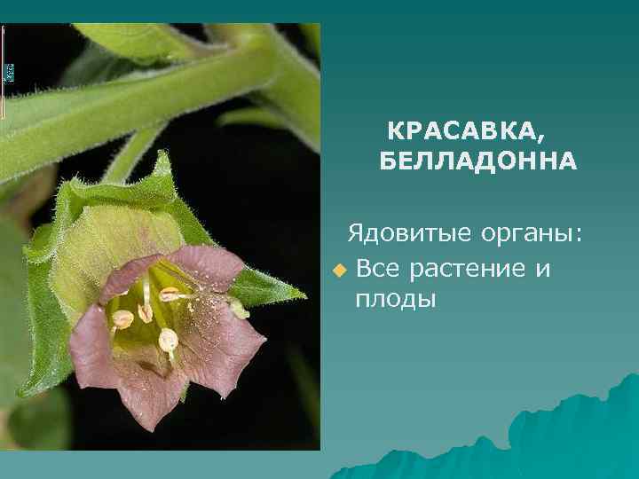 КРАСАВКА, БЕЛЛАДОННА Ядовитые органы: u Все растение и плоды 