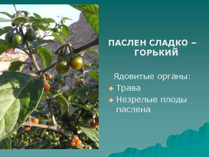 ПАСЛЕН СЛАДКО – ГОРЬКИЙ Ядовитые органы: u Трава u Незрелые плоды паслена 