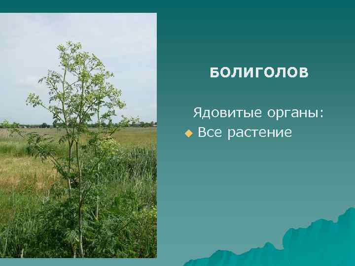 БОЛИГОЛОВ Ядовитые органы: u Все растение 