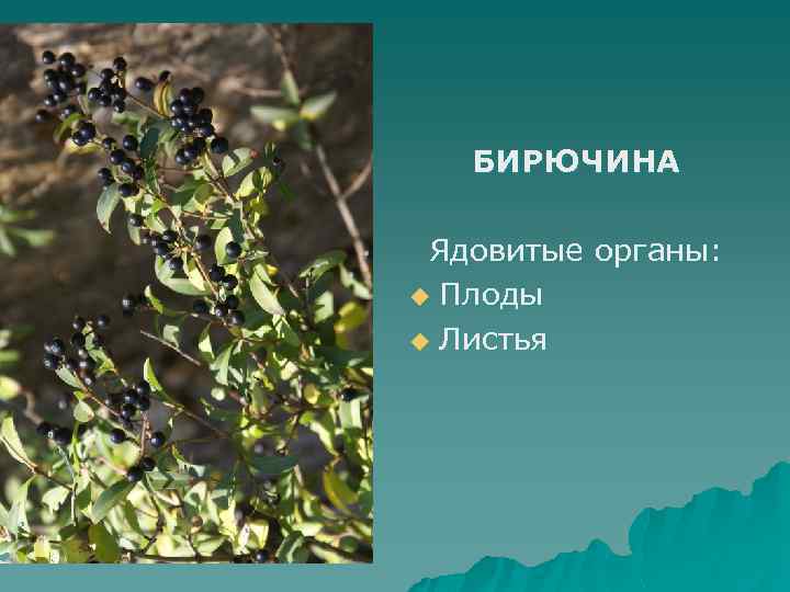 БИРЮЧИНА Ядовитые органы: u Плоды u Листья 