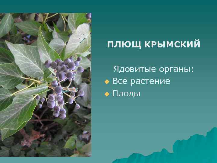 ПЛЮЩ КРЫМСКИЙ Ядовитые органы: u Все растение u Плоды 