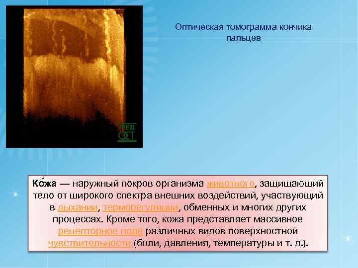 Оптическая томограмма кончика пальцев Ко жа — наружный покров организма животного, защищающий тело от