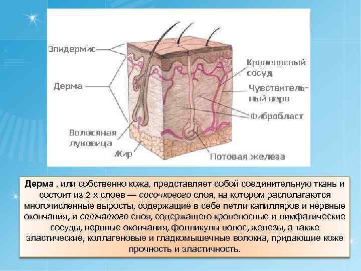 Дерма , или собственно кожа, представляет собой соединительную ткань и состоит из 2 -х
