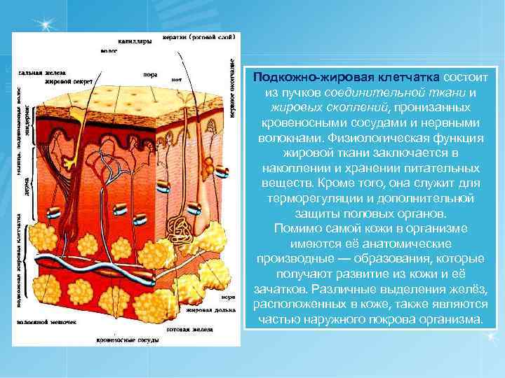 Подкожно-жировая клетчатка состоит из пучков соединительной ткани и жировых скоплений, пронизанных кровеносными сосудами и