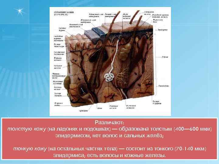 Различают: толстую кожу (на ладонях и подошвах) — образована толстым (400— 600 мкм) эпидермисом,