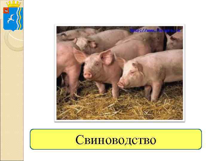 Свиноводство 