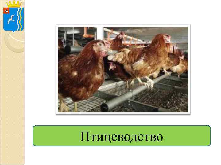 Птицеводство 
