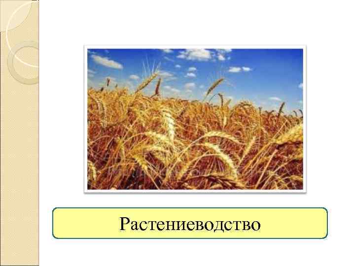 Растениеводство 