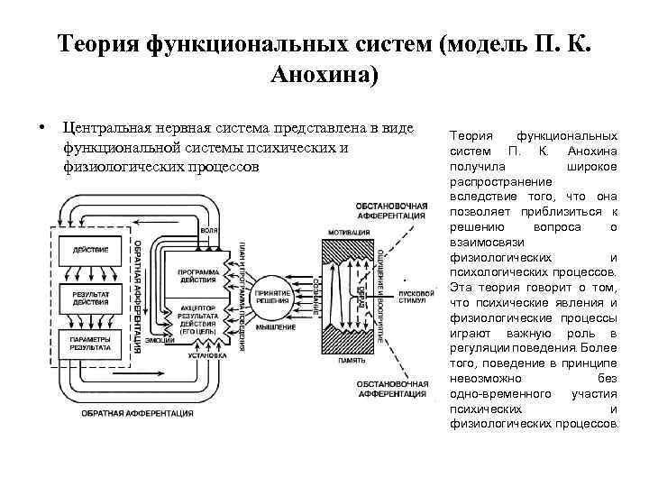 Теория функциональных систем (модель П. К. Анохина) • Центральная нервная система представлена в виде
