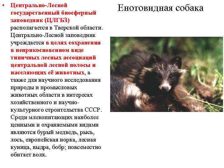  • Центрально-Лесной государственный биосферный заповедник (ЦЛГБЗ) располагается в Тверской области. Центрально-Лесной заповедник учреждается