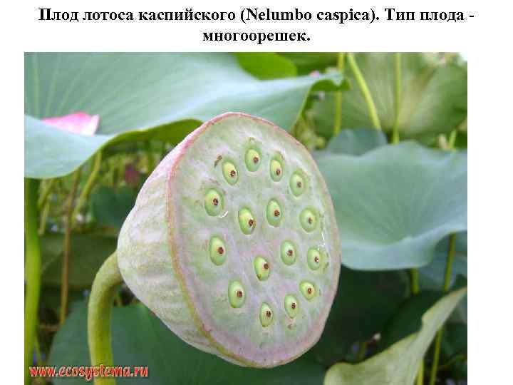 Плод лотоса каспийского (Nelumbo caspica). Тип плода - многоорешек. 