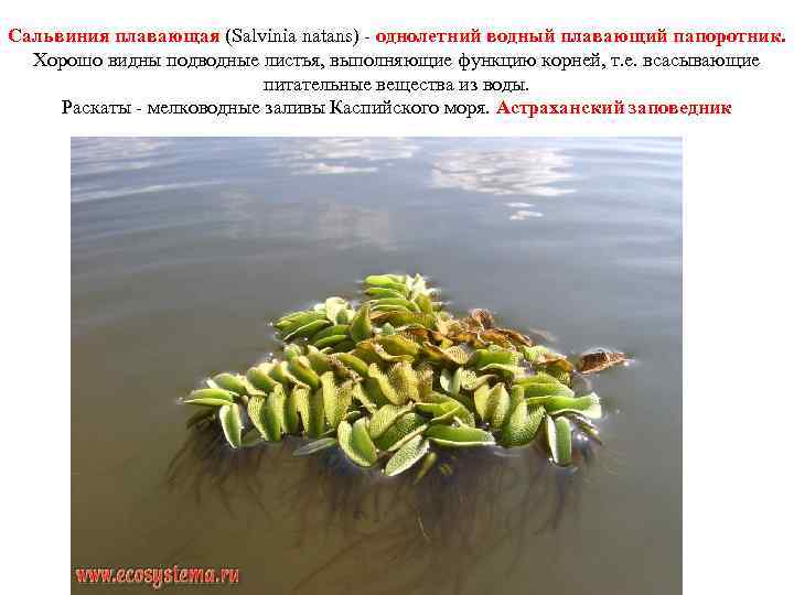 Сальвиния плавающая (Salvinia natans) - однолетний водный плавающий папоротник. Хорошо видны подводные листья, выполняющие