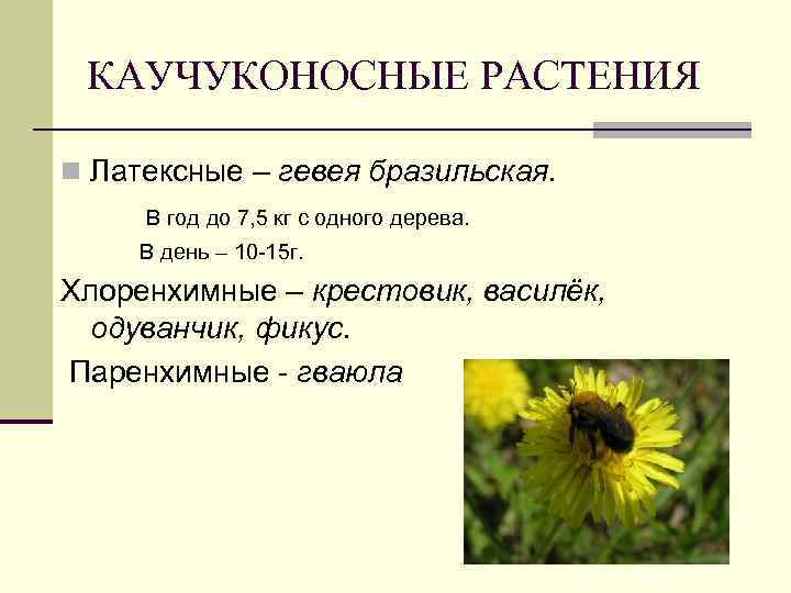 КАУЧУКОНОСНЫЕ РАСТЕНИЯ n Латексные – гевея бразильская. В год до 7, 5 кг с