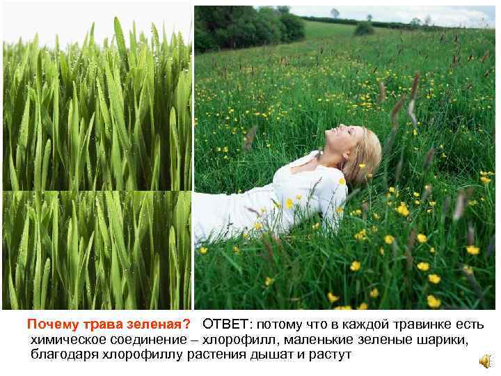 Почему трава зеленая? ОТВЕТ: потому что в каждой травинке есть химическое соединение – хлорофилл,