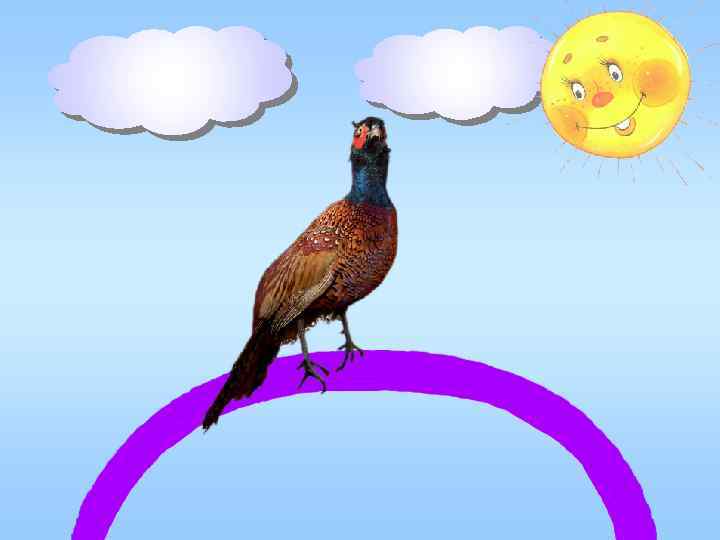 голубо й оранжев ый зелён ый 