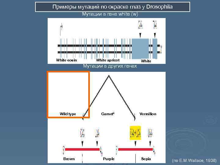 Примеры мутаций по окраске глаз у Drosophila Мутации в гене white (w) White eosin