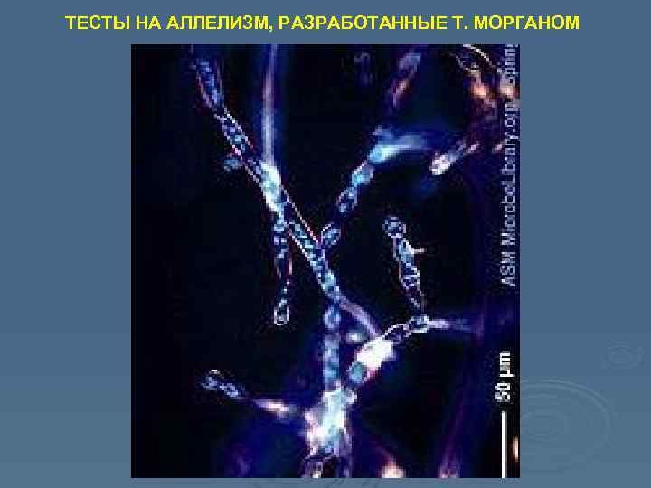 ТЕСТЫ НА АЛЛЕЛИЗМ, РАЗРАБОТАННЫЕ Т. МОРГАНОМ 