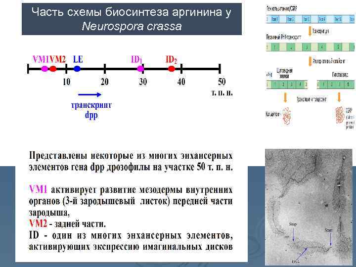 Часть схемы биосинтеза аргинина у Neurospora crassa 
