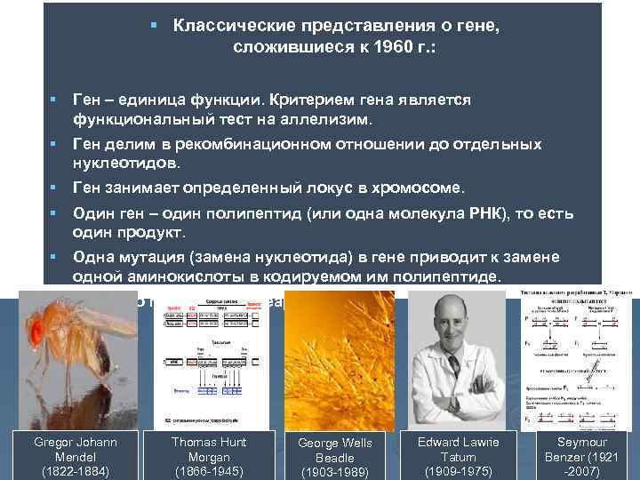 Современное представление о гене и геноме презентация