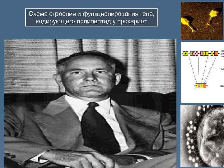 Схема строения и функционирования гена, кодирующего полипептид у прокариот 