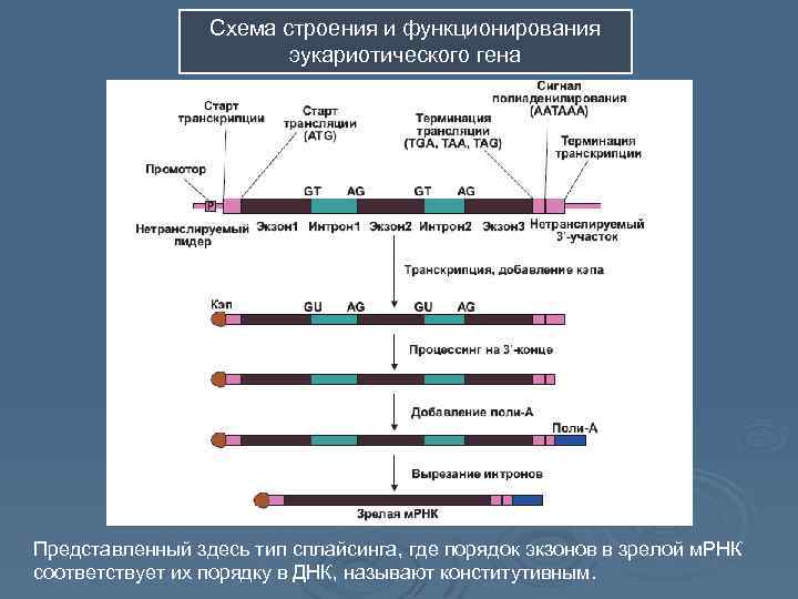 Схема строения гена