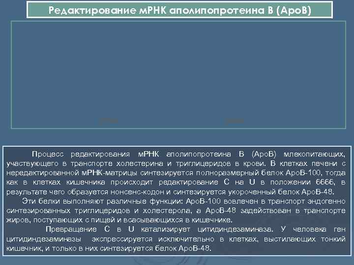 Редактирование м. РНК аполипопротеина B (Aро. B) ген apo. B печень кишечник м. РНК