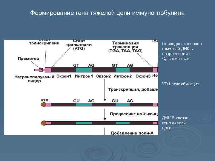 Сколько нуклеотидов в гене кодируют последовательность. Последовательность Гена. Тяжелые гены иммуноглобулинов. Гены тяжелых цепей иммуноглобулинов. VDJ рекомбинация.