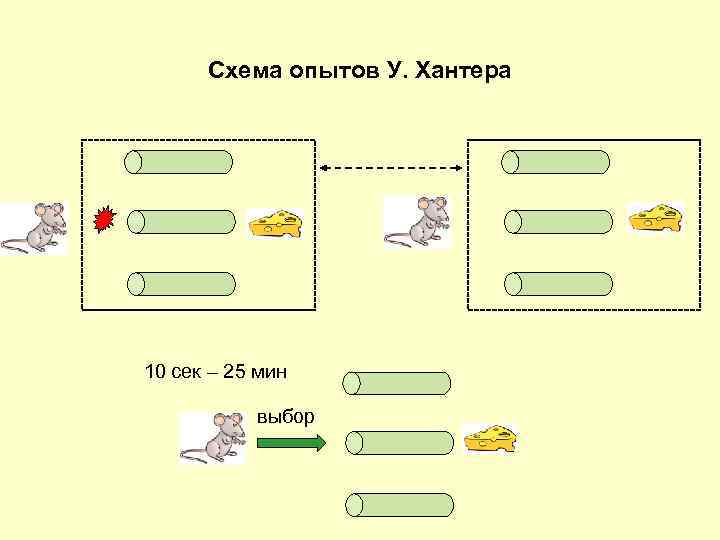 Схема опытов У. Хантера 10 сек – 25 мин выбор 